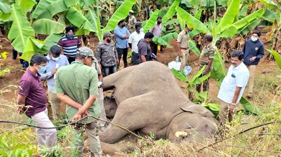 மின்வேலியில் சிக்கி ஆண் யானை பலி; தலைமறைவாக இருந்த தோட்ட உரிமையாளர் கைது!