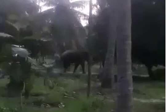 கோவையில் தனியார் தோட்டத்திற்குள் புகுந்த ஒற்றை காட்டுயானையால் பரபரப்பு!