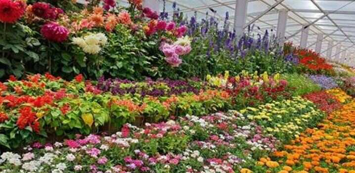 சென்னையில் மலர் கண்காட்சி இன்று தொடங்கியது!!