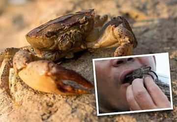 The father who was eaten alive by the crab that bit his daughter – what happened next