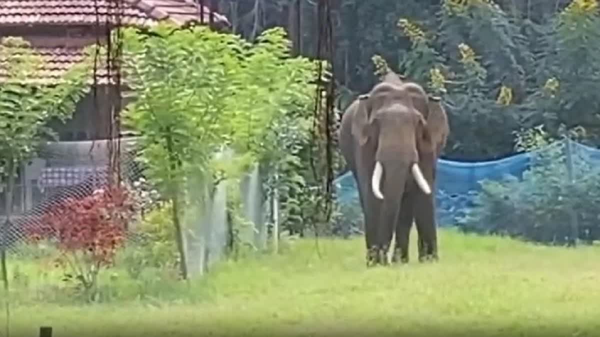 முதுமலையின் புகழ்பெற்ற 'ரிவால்டோ' யானை உயிரிழப்பு - சோகத்தில் நீலகிரி மாவட்டம்..!