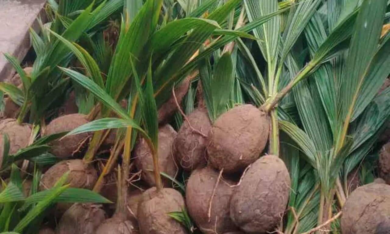 வேளாண் பட்ஜெட் 2023 - விவசாயிகளுக்கு இலவசமாக 15 லட்சம் தென்னங்கன்றுகள் வழங்கப்படும்