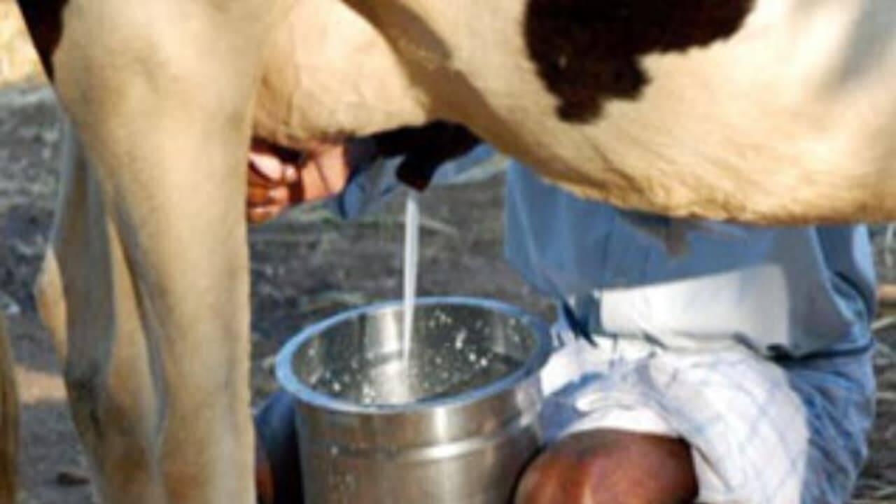 மினி பால் பண்ணை வைக்க ஆசையா? ரூ.5 லட்சம் கடனும், ரூ.1.25 லட்சம் மானியமும் - முழு விபரம் உள்ளே!