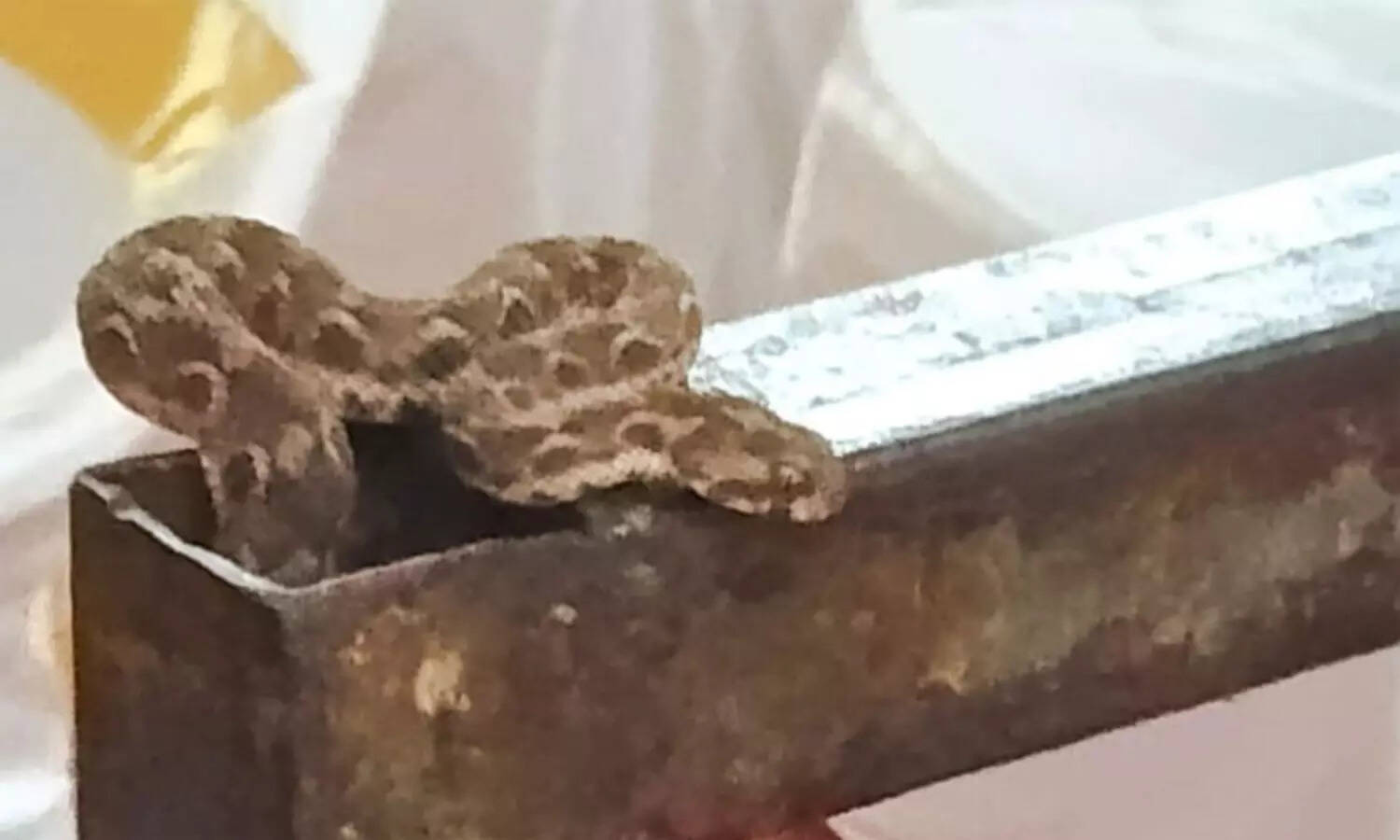 முதல்வர் பங்கேற்ற விழா மேடையில் பரபரப்பு : அலங்காரப் பூக்களுக்குள் மறைந்திருந்த பாம்பு..!