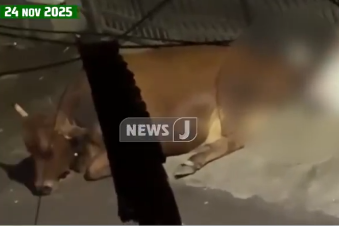 பேரதிர்ச்சி! பல்லாவரத்தில் பசு மாட்டிற்கு பாலியல் தொல்லை