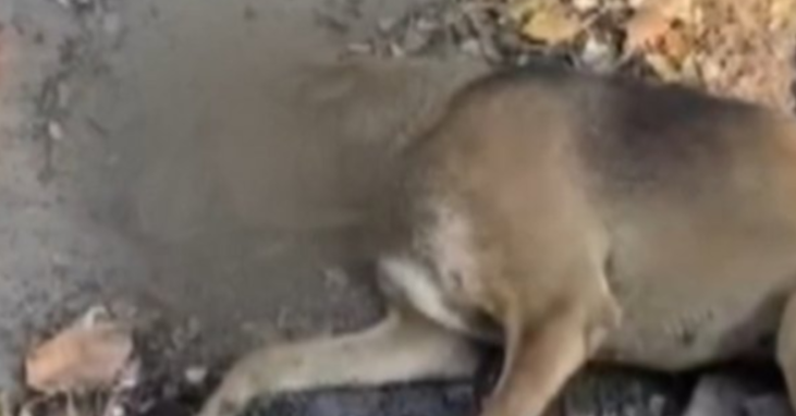 நாயை கொடூரமாக அரிவாளால் வெட்டியவர் கைது