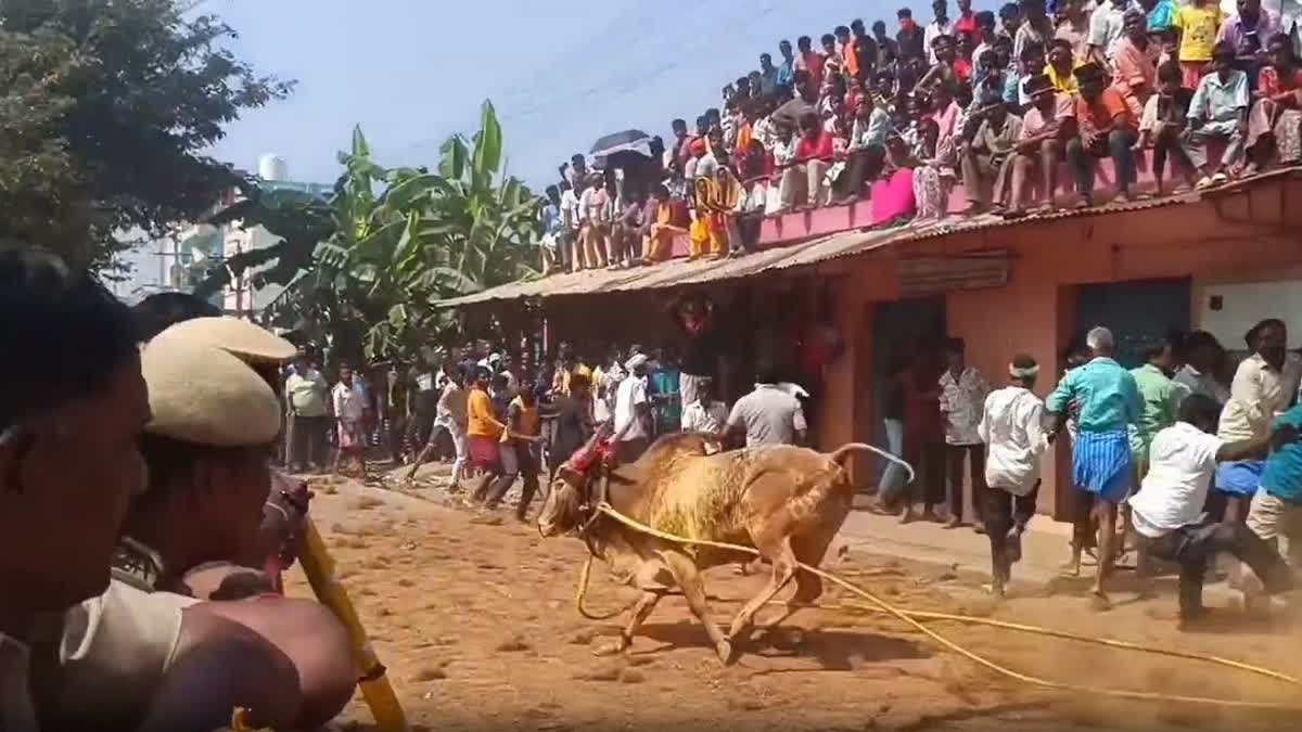வேலூரில் சீறிப்பாய்ந்த காளை.. தூக்கி வீசப்பட்ட இன்ஸ்பெக்டர்! காளை முட்டியதில் முதியவர் உயிரிழப்பு