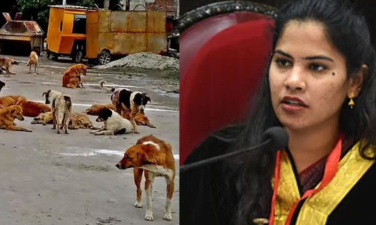 சென்னைவாசிகள் கவனத்திற்கு..! தெருநாய்களுக்காக பிரத்யேக இணையதள சேவை தொடக்கம்..!