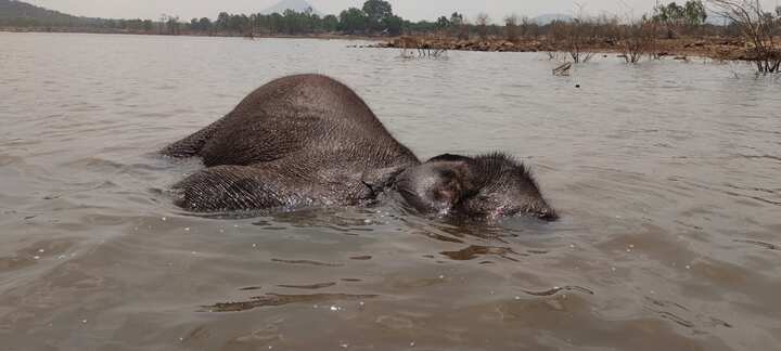 கோவை அருகே பவானிசாகர் நீர்பிடிப்பு பகுதியில் 6 வயது பெண் யானை உயிரிழப்பு!