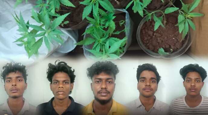தங்கும் அறையிலேயே கஞ்சா வளர்த்த கல்லூரி மாணவர்கள் 5 பேர் கைது