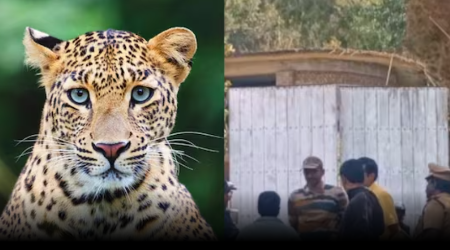 பட்டாசுகள் சத்தத்துக்கு பயந்து வீட்டிற்குள் புகுந்த சிறுத்தை