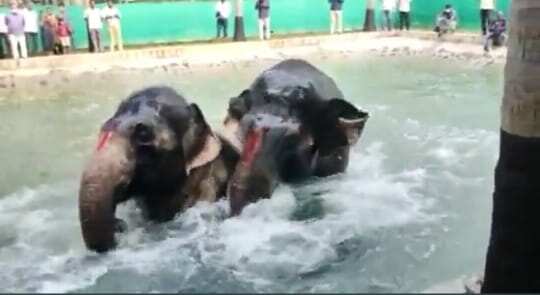 ஸ்ரீரங்கம் யானைகளுக்கு நடைபயிற்சியுடன் கூடிய குளியல் தொட்டி திறப்பு... உற்சாகமாக குளித்து மகிழ்ந்த ஆண்டாள், லட்சுமி!