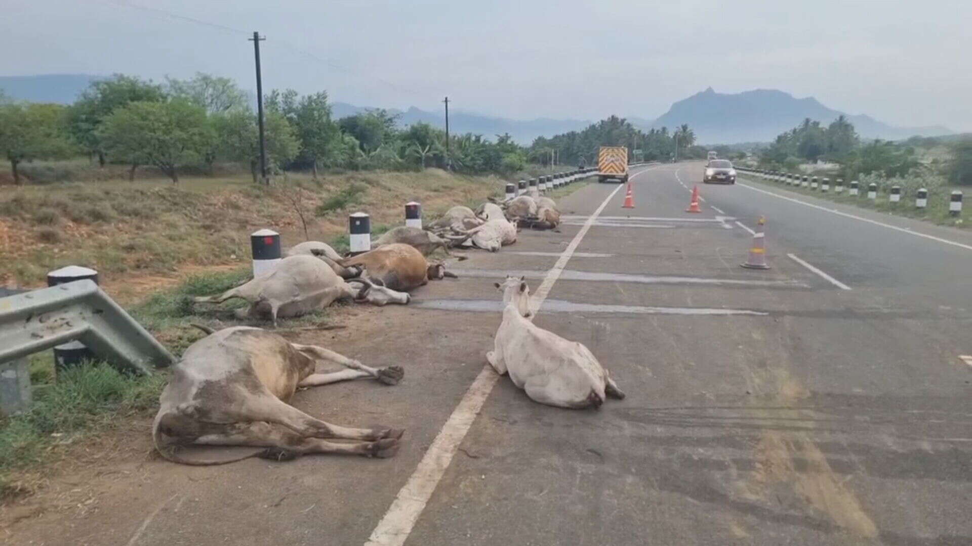 பெரும் சோகம்! அரசு பேருந்து மோதி 18 மாடுகள் உயிரிழப்பு!