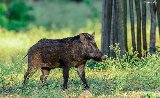 நீலகிரி பன்றிகளுக்கு ஆப்ரிக்கன் பன்றி காய்ச்சல் உறுதி!