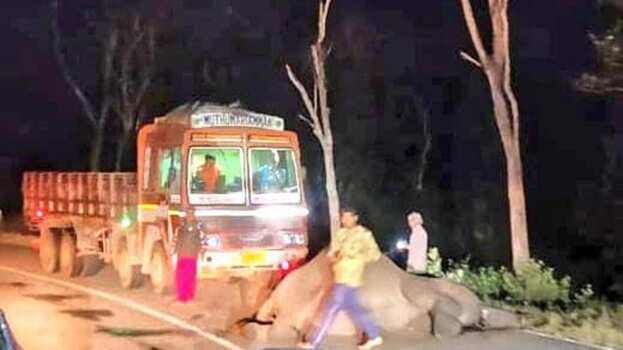 முதுமலை அடுத்த பந்திப்பூர் அருகே லாரி மோதி பெண் யானை உயிரிழப்பு!