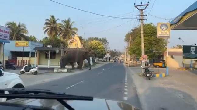 மதுக்கரை அருகே முகாமிட்டுள்ள மக்னா யானை... வனத்துறையினர் தீவிர கண்காணிப்பு!