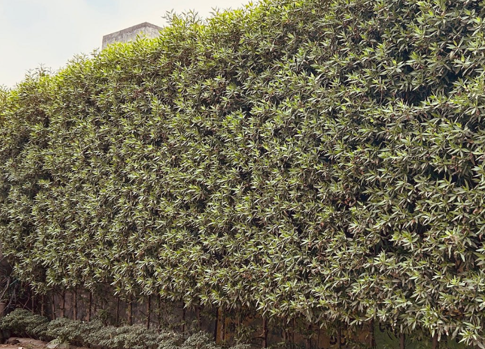 தமிழகத்தில் கோனோ கார்பஸ் மரத்துக்கு தடாலடி தடை..!