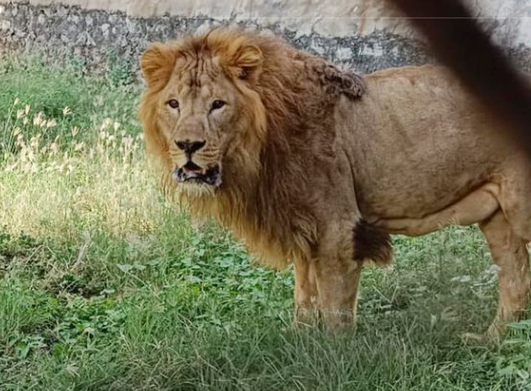 வண்டலூர் பூங்காவில் மாயமான சிங்கம்! பரபரப்பில் சென்னை