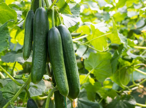 வெள்ளரி சாகுபடி: பல லட்சம் ரூபாய் வருவாய் ஈட்டும் வேளாண் பட்டதாரி..!