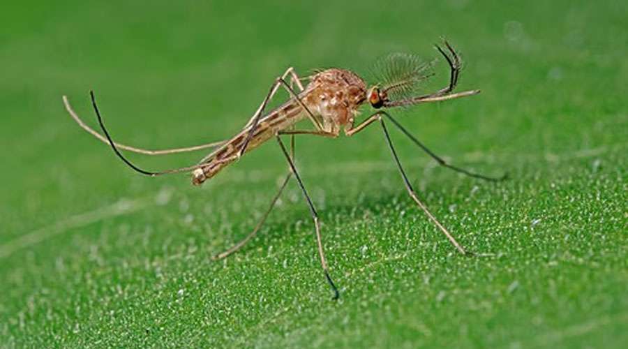 கொசுக்கள் இல்லாத நாடு என்ற பெருமையை இழந்தது ஐஸ்லாந்து..!