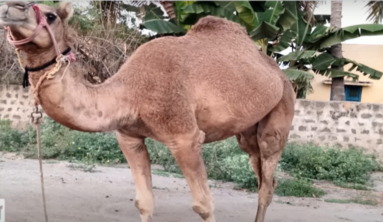 சர்க்கஸ் கூடாரத்தில் ஒட்டகத்தை திருடி சென்ற மர்ம நபர்கள்- போலீஸ் வலைவீச்சு