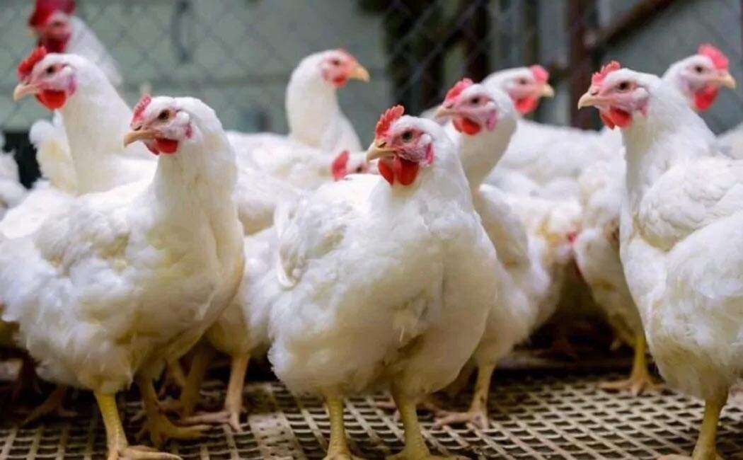 கேரளாவில் இருந்து வரும் கோழிகளுக்கு தடை..!