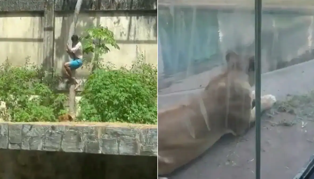 பிரபல உயிரியல் பூங்காவில் வாலிபரை அடித்து கொன்ற சிங்கம்... பூங்கா மூடல்..!