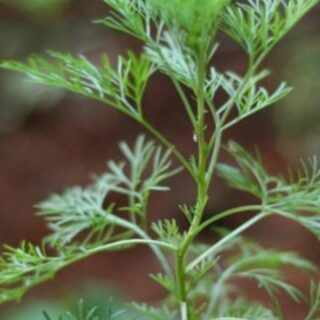 மரிக்கொழுந்து எந்தெந்த நோய்களுக்கு மருந்தாகிறது தெரியுமா ?