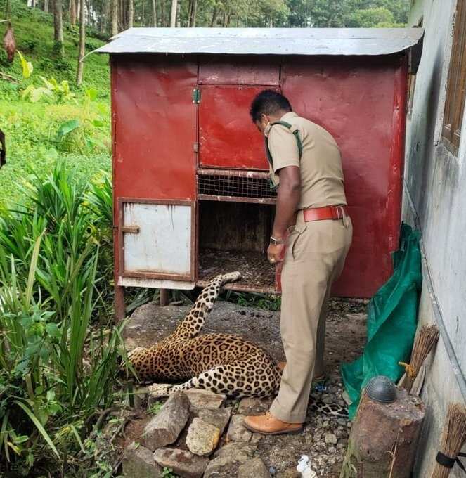 வால்பாறை அருகே ஆண் சிறுத்தை மர்மமான முறையில் உயிரிழப்பு - வனத்துறையினர் விசாரணை!