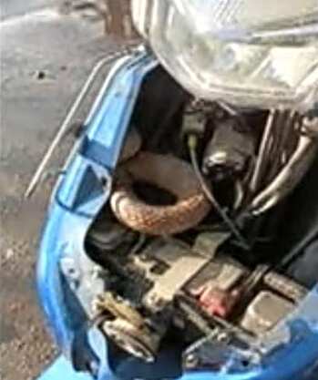 இருசக்கர வாகனத்தில் புகுந்த 8 அடி நீள கருஞ்சாரை பாம்பு... ஈரோட்டில் பரபரப்பு!